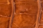Swatch for Color Brandy