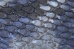 Swatch for Color Matte Tiger Blue