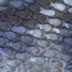 Swatch for Color Matte Tiger Blue