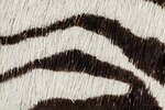 Swatch for Color Zebra