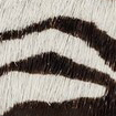 Swatch for Color Zebra