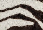 Swatch for Color Zebra