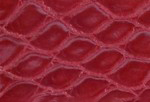 Swatch for Color Red