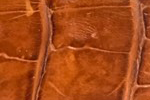 Swatch for Color Brandy