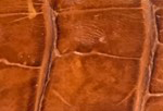 Swatch for Color Brandy