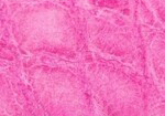 Swatch for Color Rosa