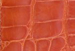 Swatch for Color Orange