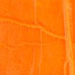 Swatch for Color Orange