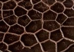 Swatch for Color Faded Light Brown
