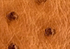 Swatch for Color Brandy