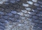 Swatch for Color Matte Tiger Blue