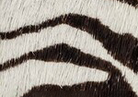 Swatch for Color Zebra