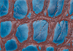 Swatch for Color Cobalt Rust