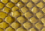 Swatch for Color Glazed Yellow Diamond