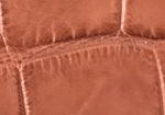 Swatch for Color Cognac
