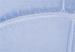 Swatch for Color Carolina Blue