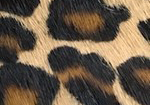 Swatch for Color Leopard