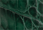 Swatch for Color Forest Green