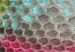 Swatch for Color Turq Multi