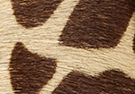 Swatch for Color Giraffe