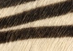 Swatch for Color Safari Zebra