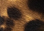 Swatch for Color Tortoiseshell