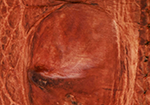 Swatch for Color Cognac