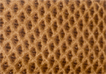 Swatch for Color Cognac
