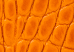 Swatch for Color Mango